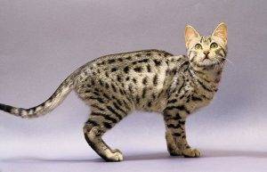 British Shorthair cat