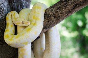 Python as a Pet
