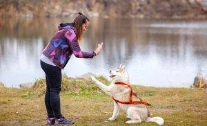 Effective Training Methods for Puppies