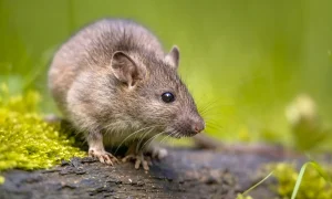 Social Nature of Domestic Rats
