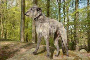 Scottish Deerhound standing in the woods